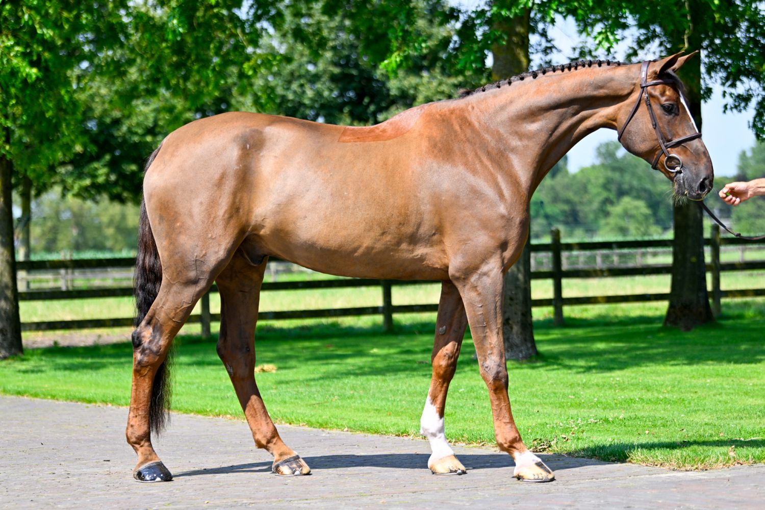 Kafka Van Paebroek Z