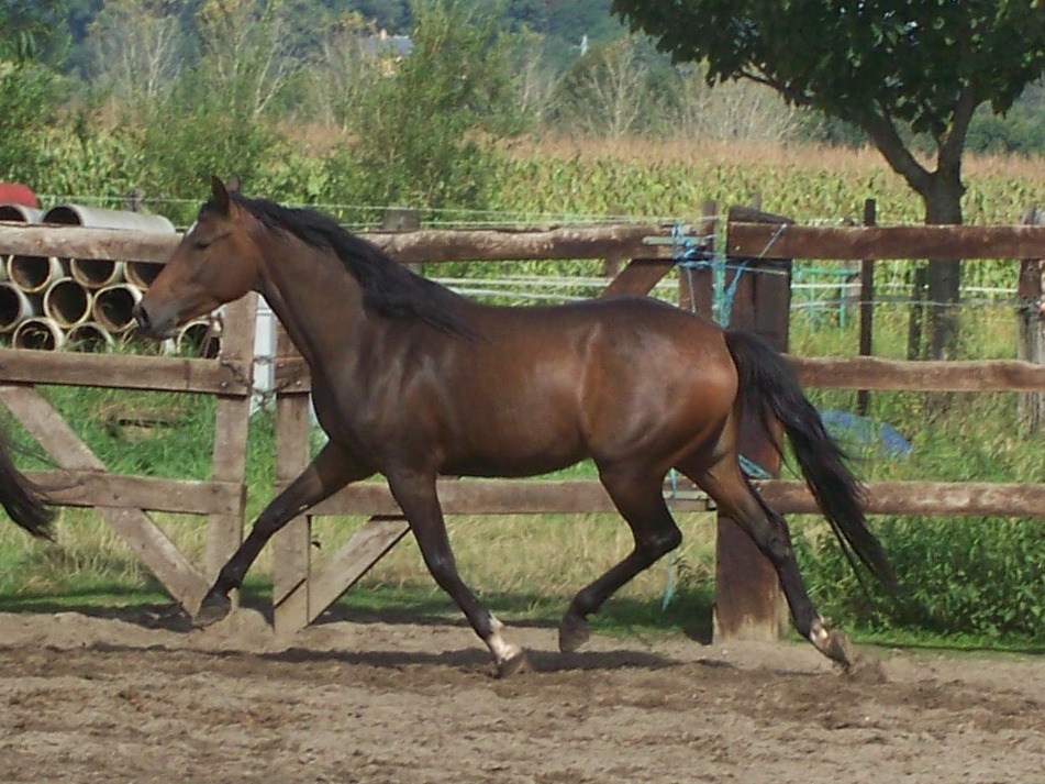 Havanna VH Ganzenhof Z