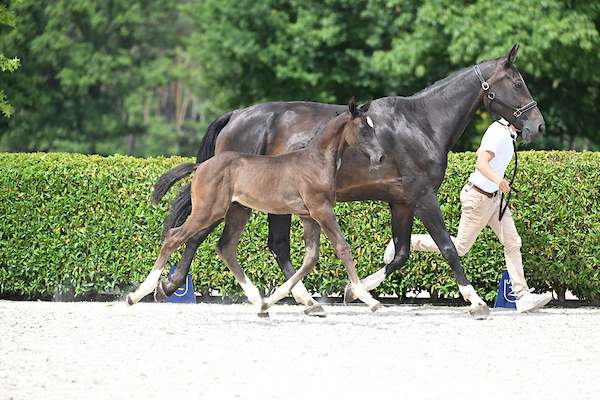Karmijn van Paebroek Z