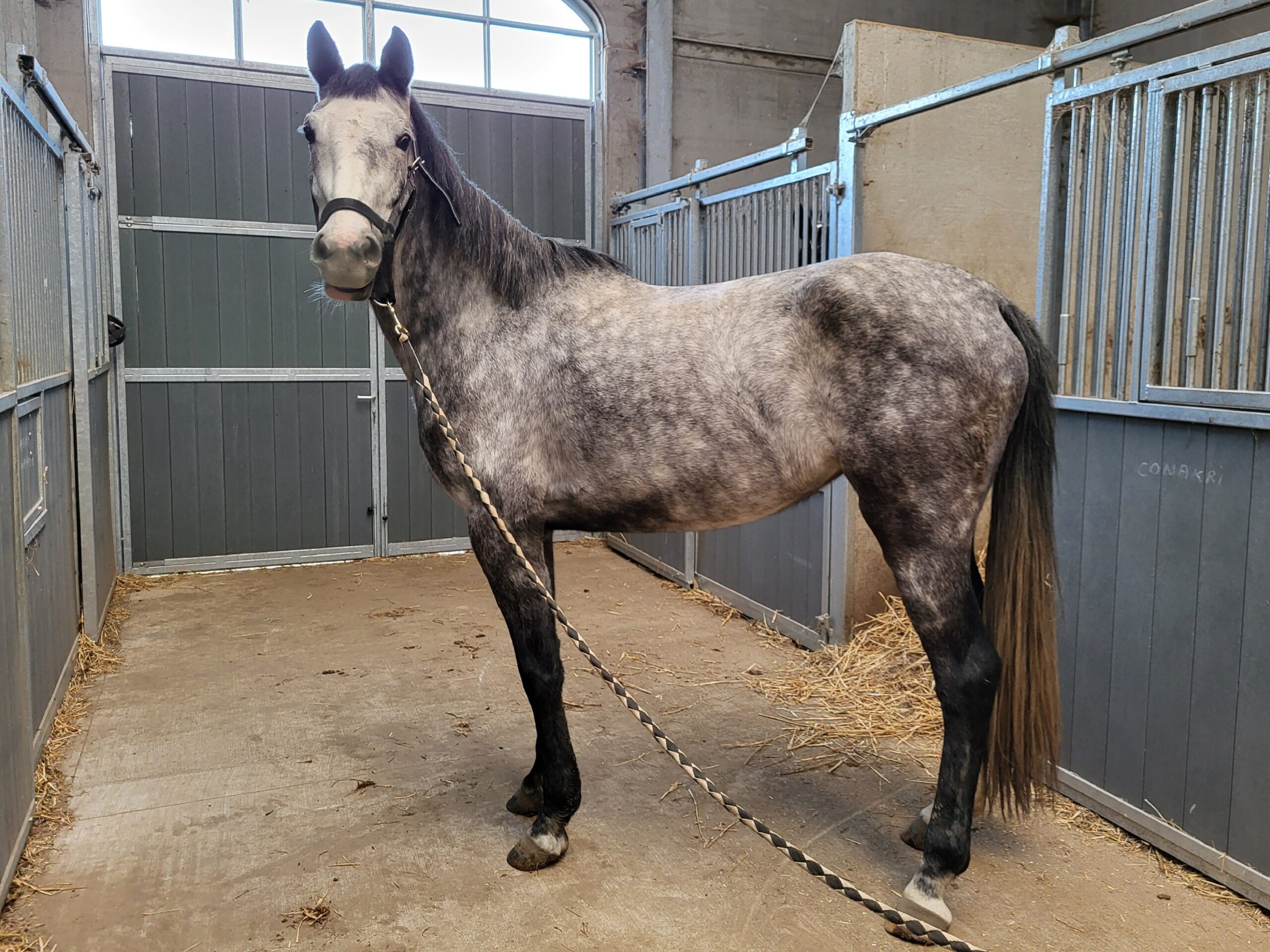 Conakry Van Paebroek Z