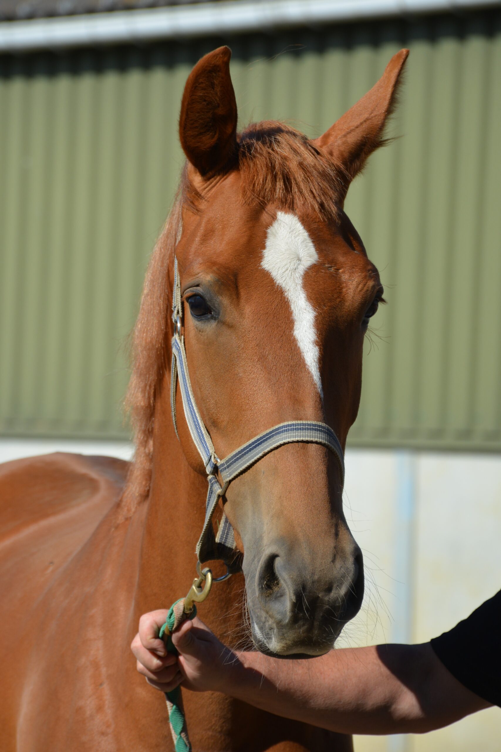 Fortuna van Paebroek Z