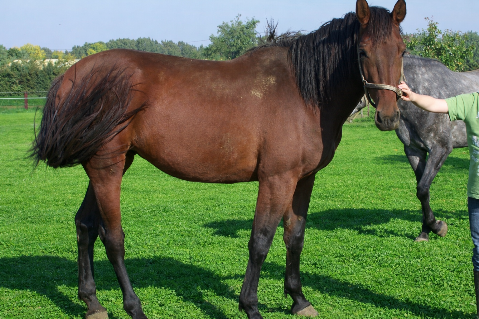 Terra van Paebroek Z